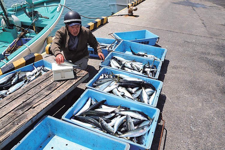 鴨川漁港では秤にかけてサバの選別をしていた。