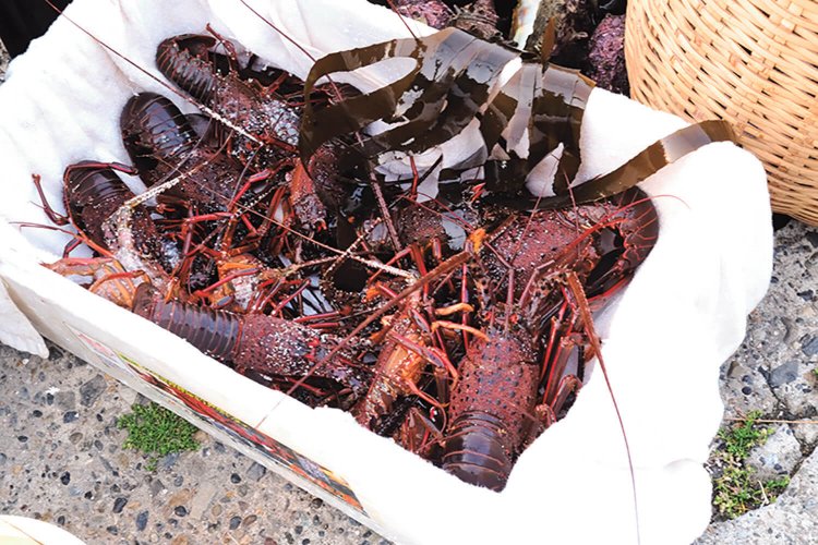 エビ網漁で捕れた伊勢海老。多い時は1日で40kｇほど捕れるとか。太海では網はナイロンではなく、昔ながらの綿糸の網を使用している。