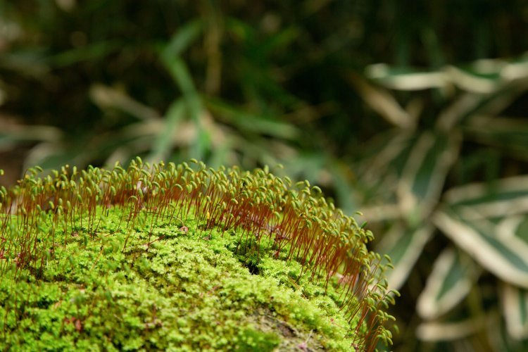 すくすく伸びる胞子体がかわいい。