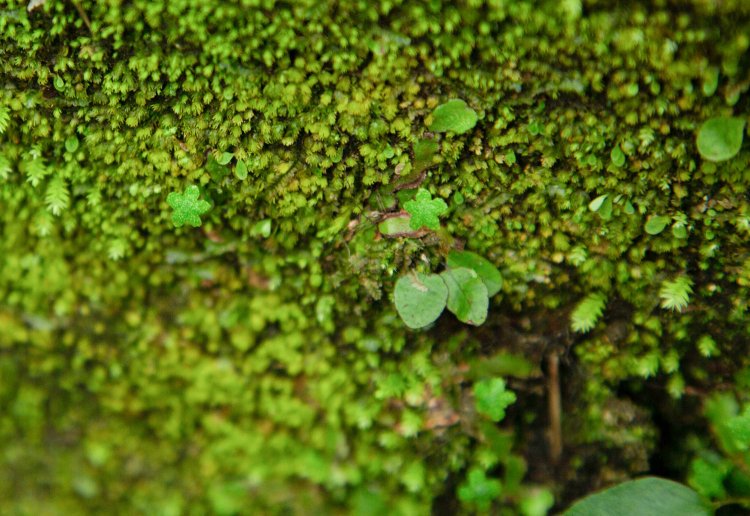 花の形をした子が隠れていた！