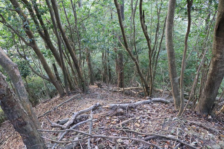 さらに下方を見下ろす。