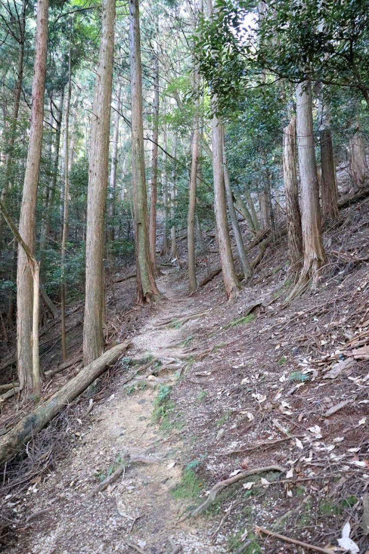 急斜面に伸びる幅の狭い山道。