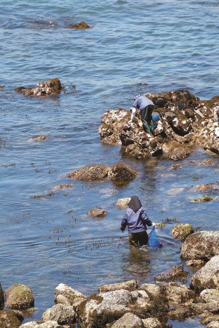 黒崎の鼻の北側の磯では地元のおばさんたちが何やら採っている。岩についた岩海苔だろうか。