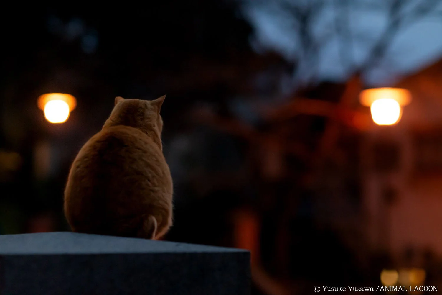 野良猫さんぽ・どう撮るか？ ～エキスパート直伝！ 撮影のコツ 夜の 