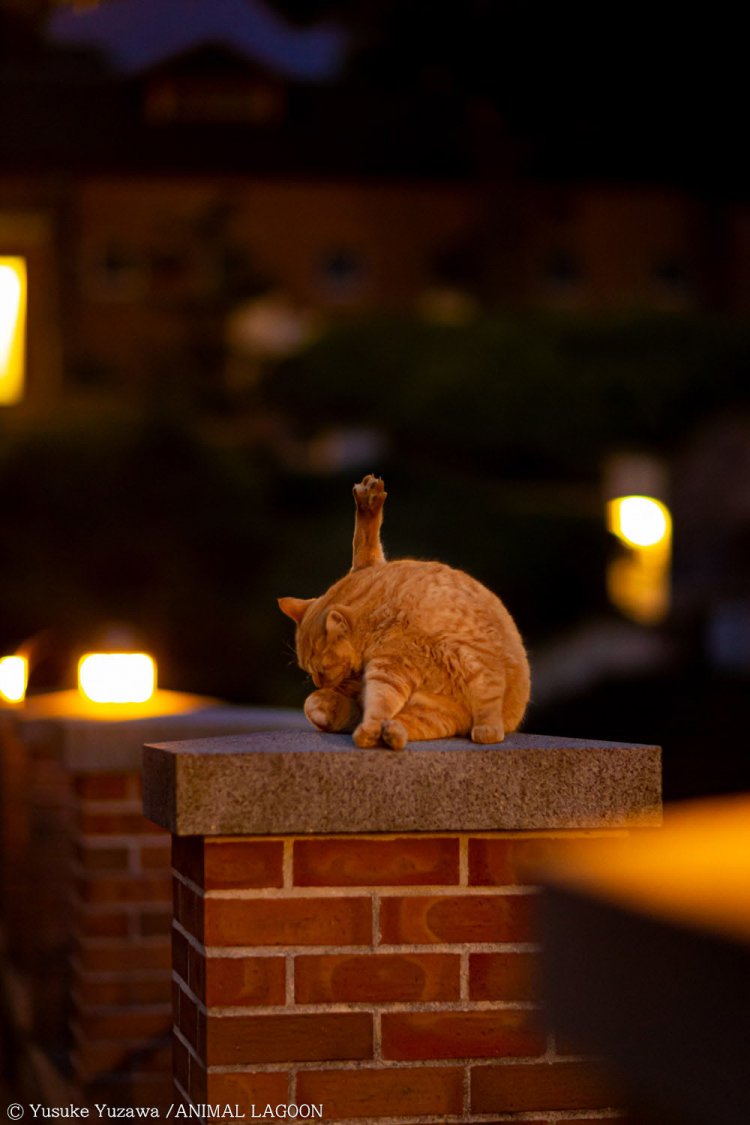 人工の光が幻想的なイメージを作ってくれる。