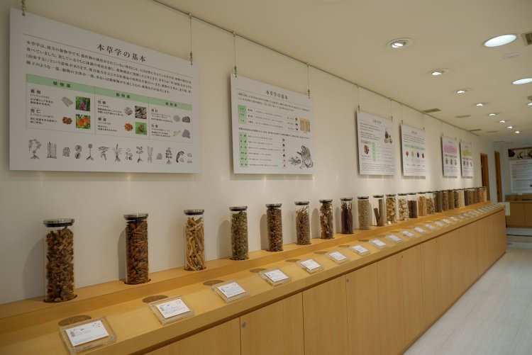 生薬・和漢植物の現物見本が並ぶ。