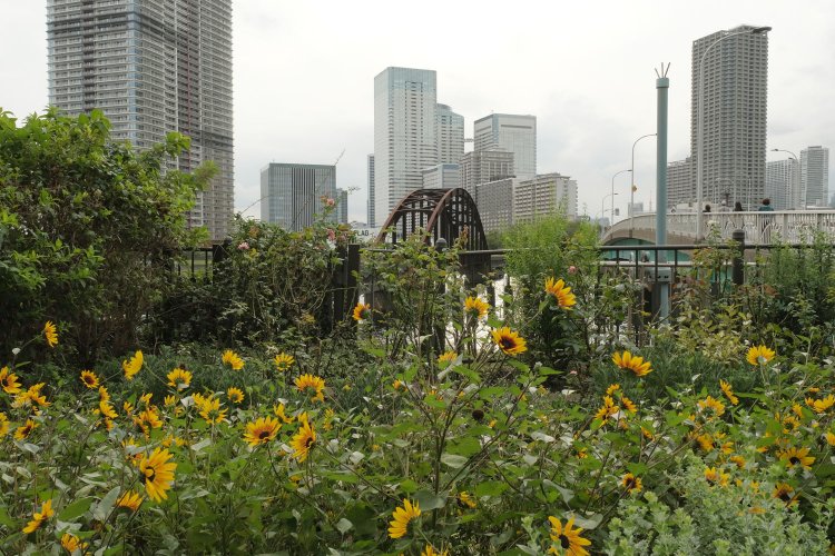 晴海橋梁の豊洲側は橋梁の端でレールが途切れている。傍には花壇が整備されていた。