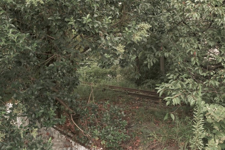 フェンス越しに覗いてみると手付かずの線路があった。