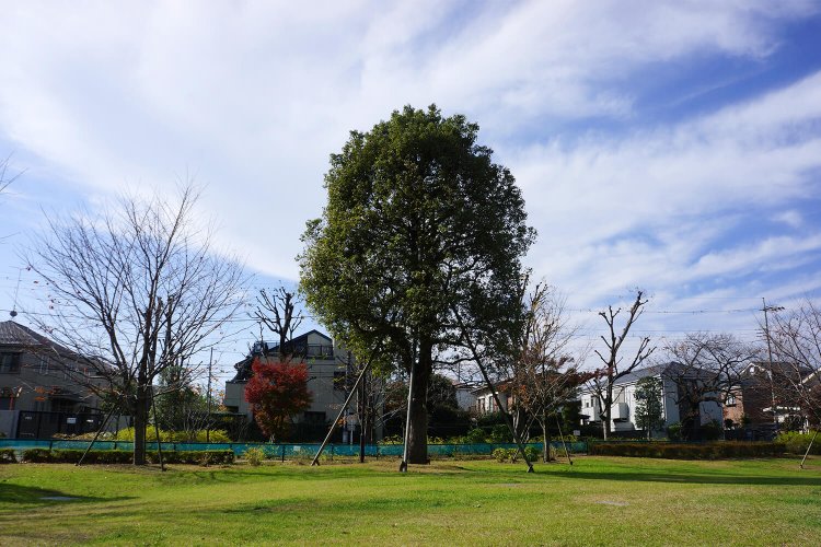 今日は、あの木の下なんてどうだろう？