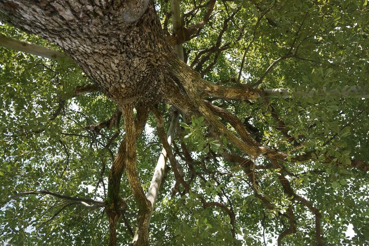 巨木に抱かれながら働く贅沢感。