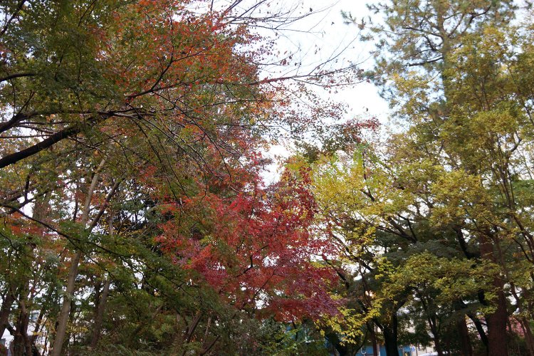 原稿を書きつつ、ふと見あげればこの景色。