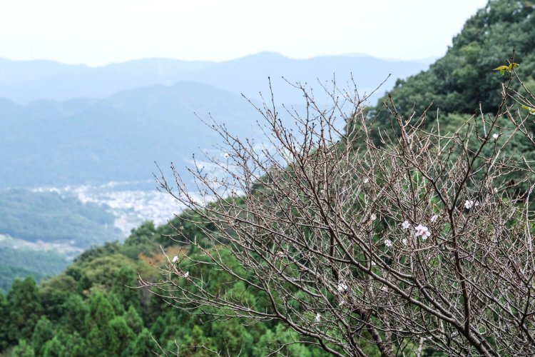 開花期前の取材中にも狂い咲きの桜がポツリポ ツリ。