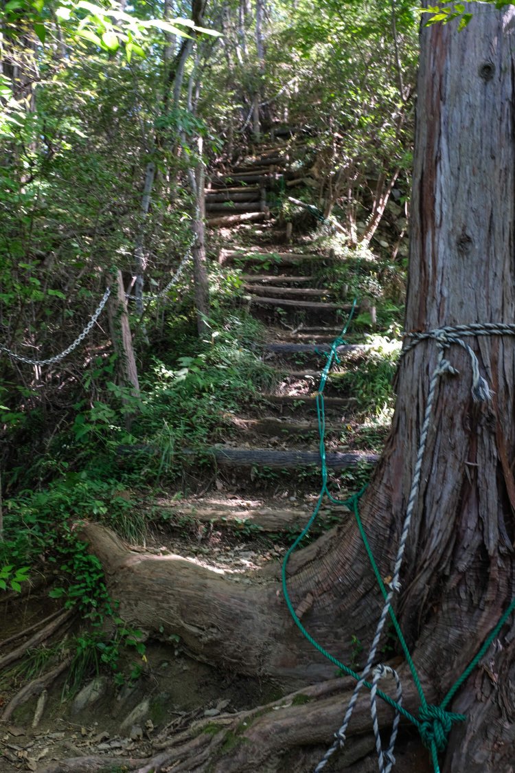 ところどころに補助用ロープが付けられた下日野側の薄暗い登山道。