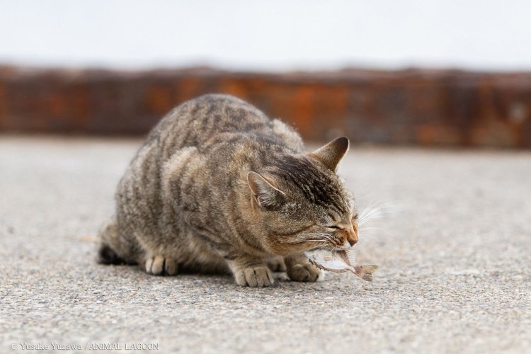 過去に港で見かけた猫。おこぼれの魚をバリバリ食べる姿はとてもワイルド。