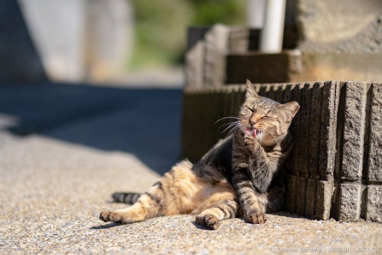 看板猫のミーコちゃん。