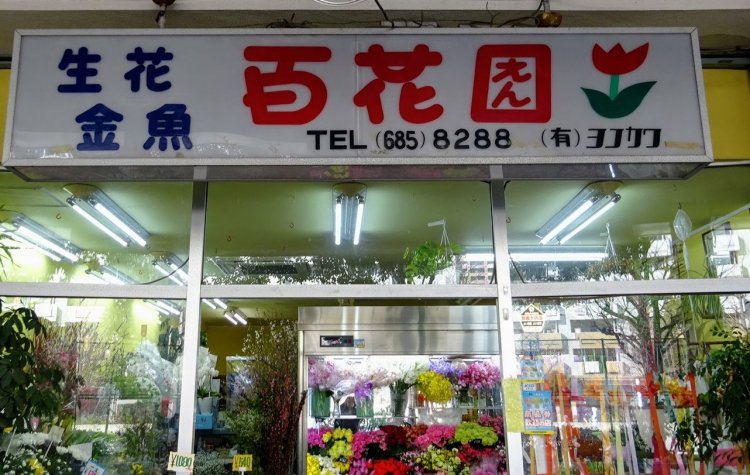 Mayasan 摩耶山さん（@sumo_maya）