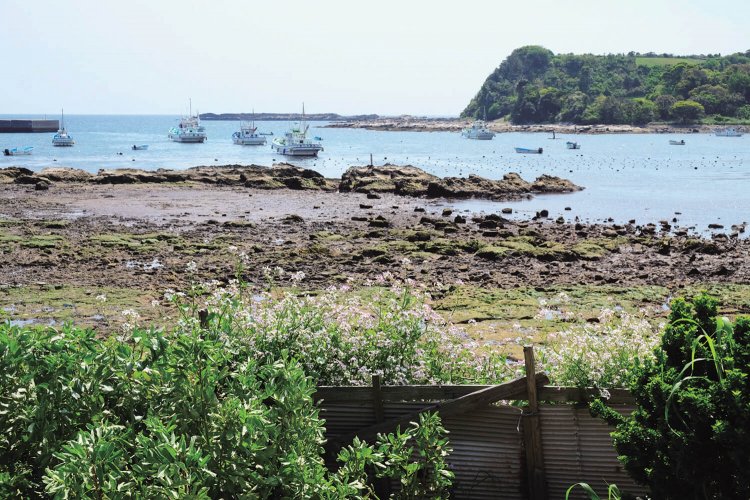 4～5月になれば、このようにハマダイコンが咲き誇る。ダイコンが野生化したもののようだ。