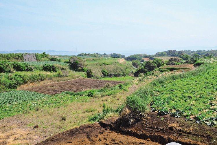 松輪バス停近くから見た畑の風景。これこそ三浦丘陵の風景だ。遠くに房総半島が見える。