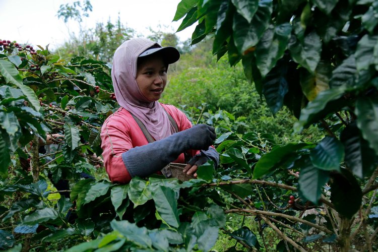 直営農園のコーヒーの木。秘境のような山奥で、現地での社員研修も行われるそう。