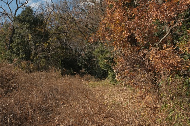 草が伸びていて、レールが見えない。ただの小道のようだ。