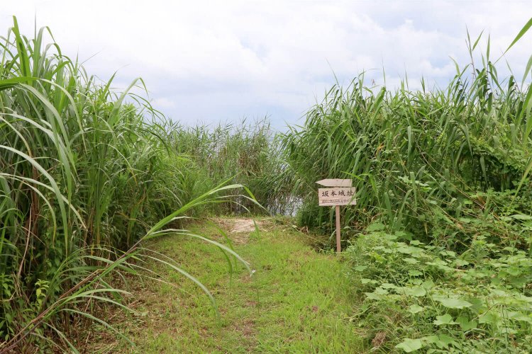 だんだん周辺の草の丈が高くなって……。
