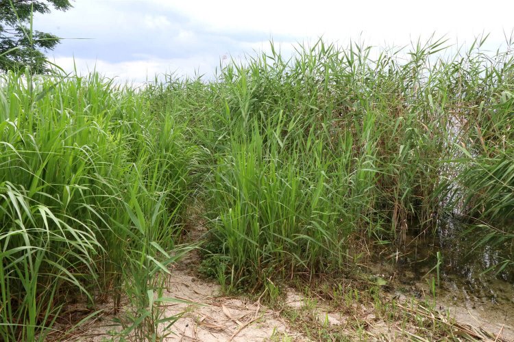 水辺で左へ折れるとこんな感じ。一応かすかに道はある。