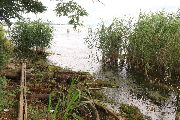 琵琶湖の湖水と雑草、倒木に埋もれているのは……。