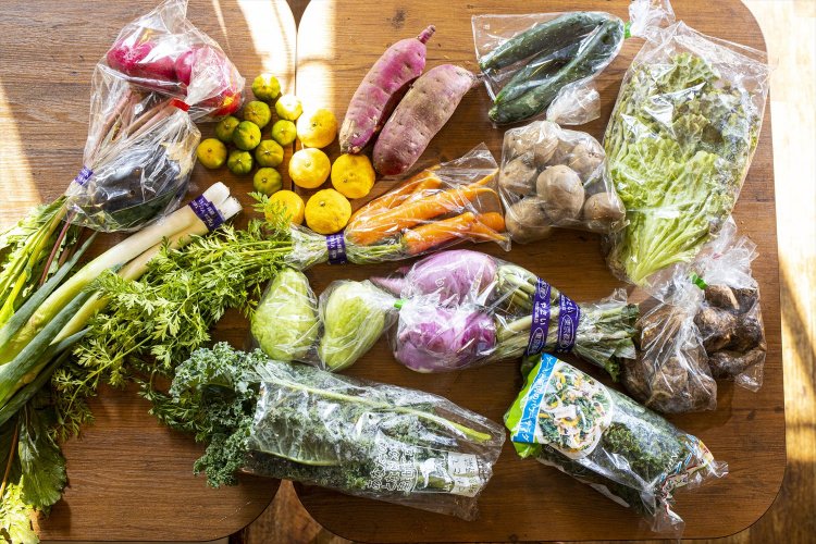 ハヤトウリや米ナス、ケール、シークワーサーなどの戦利品。