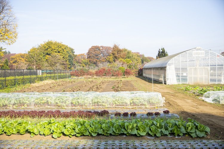 ミモザの木が目印。大根やキャベツ、ハヤトウリ、柚子などが100円均一で。季節の切り花も並ぶ。