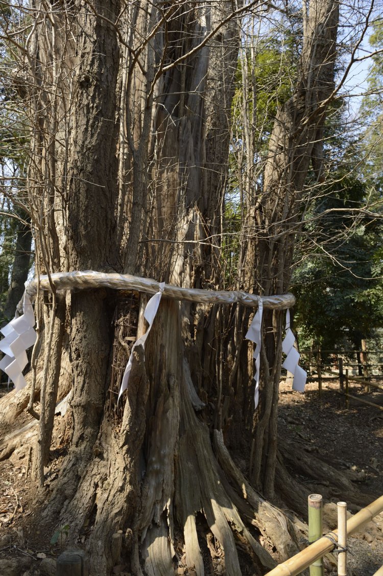 拝むと母乳の出がよくなるとされるイチョウの木。