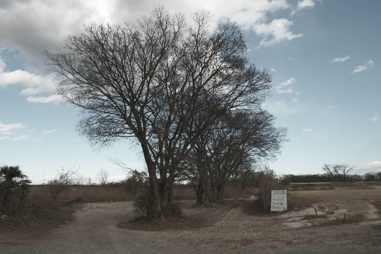 木々の根に線路がへろへろ。都心からわずか１時間の場所にある光景とは信じがたい。