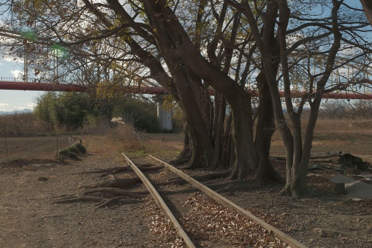 線路の下に根が這っている！