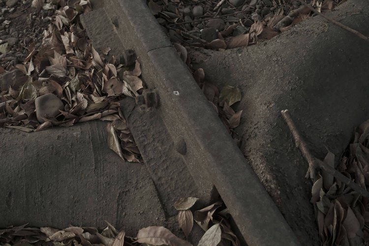 レールが木に飲まれていく過程の造形美。あと50年もしたらどうなっているのか。