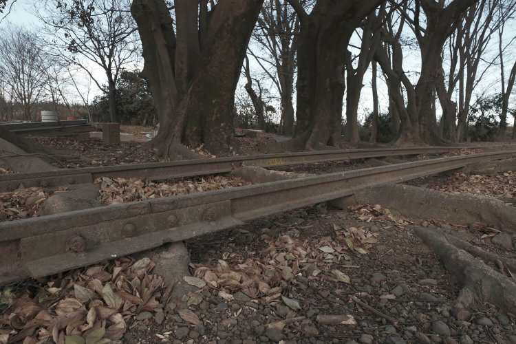 木の根によって浮いた線路。ローアングルもいいですなぁ。