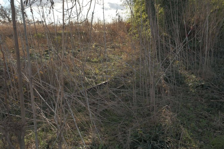 手前の低木や草木をかき分けるとポイントが見えた。