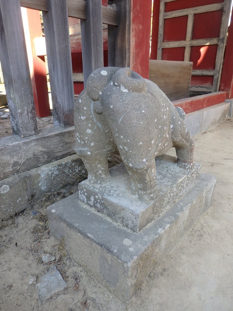 狛猪、お尻がかわいい。（2019年）