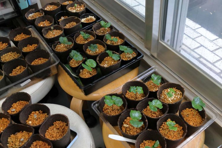 窓辺ですくすくと育つコーヒー苗に日本産コーヒーの夢が膨らむ。