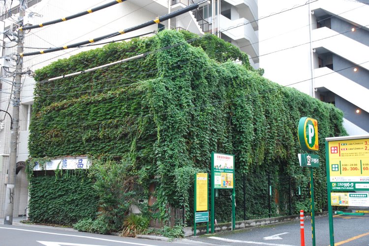 建物全体がツタで覆われた「植物ハウス」。植物の生命力がビルばかりの街に異世界を生み出す。写真提供：村田さん