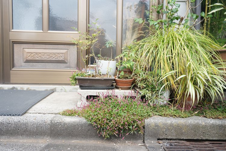 こちらも押上で見かけた路上園芸。「上の鉢の植物が路上に逃げ出したのか、路上の植物が上の鉢に『おじゃまします』と入ったのか……」と村田さんは興味深げに観察していた。
