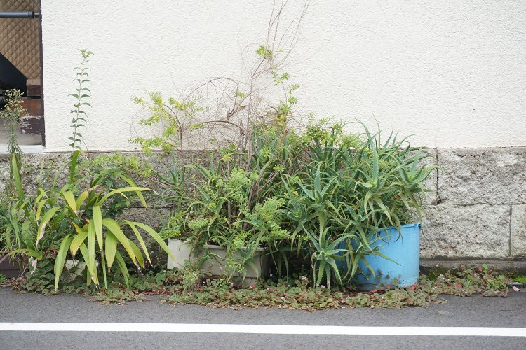 放置され気味の路上園芸は野生のように増殖。外に飛び出したり、周囲の雑草と一体となって広がったりする。こうした光景を見るのも路上園芸観察の楽しみだ。村田さんの取材時に押上にて撮影。