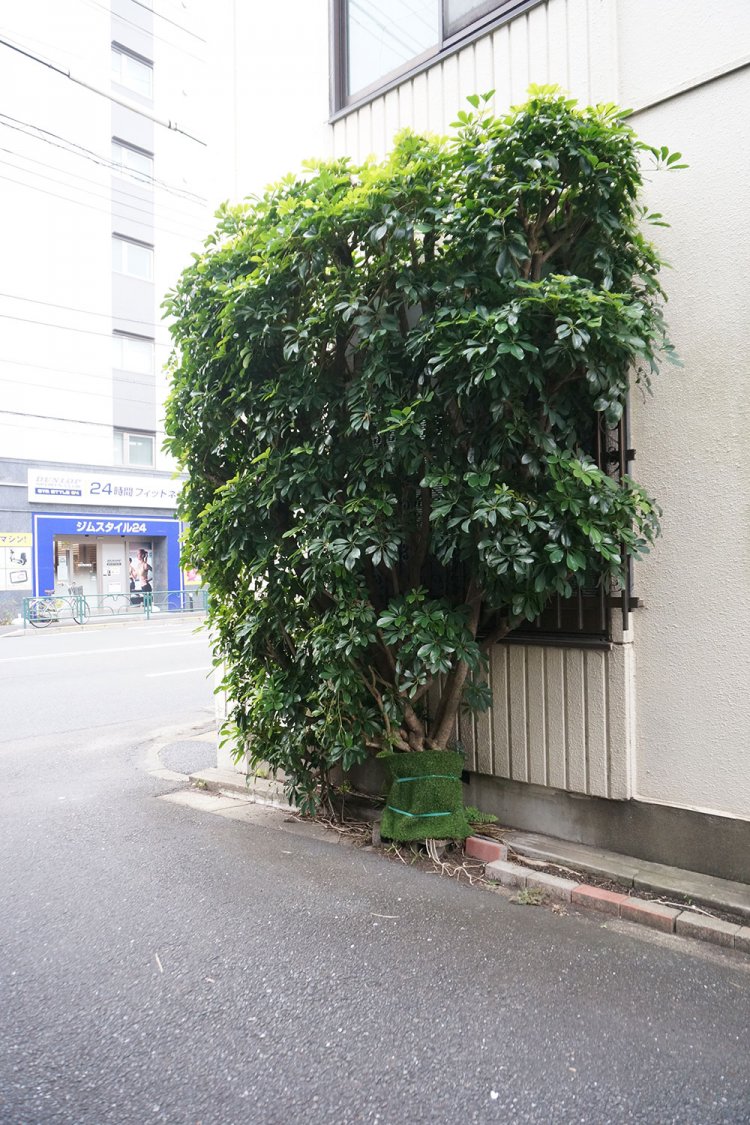 押上の取材時に見たシェフレラ。巨大化しすぎて鉢が割れたようで、緑のマットで巻かれていた。