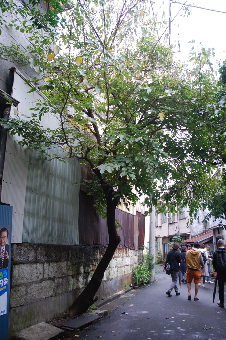 舗装と塀のスキマから成長した桑の木。これが鳥が運んできたものだとしたら驚きだ。写真提供＝村田さん。