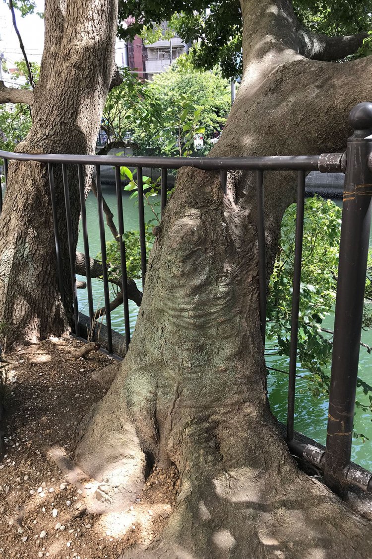 金属の柵を飲み込んで成長したクスノキとエノキ。このように木が障害物を飲み込んだ状態を村田さんは「すり抜け」と呼んでおり、類似の事例を本の中でも多く紹介している。写真提供＝村田さん。