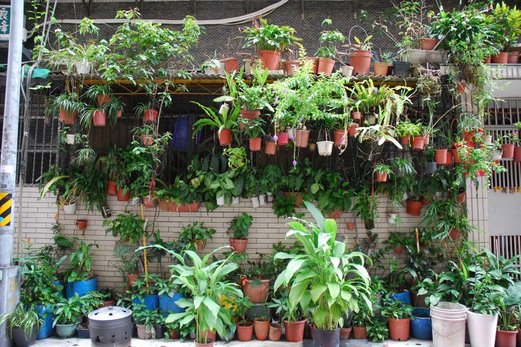 屋根の上にも軒下にも鉢植えがぎっしり並ぶ、台湾の家。写真提供＝村田さん。