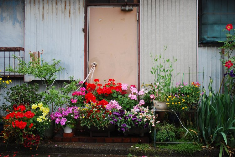 色とりどりの鉢植えが並び「開かずの扉」になった家。写真提供＝村田さん。