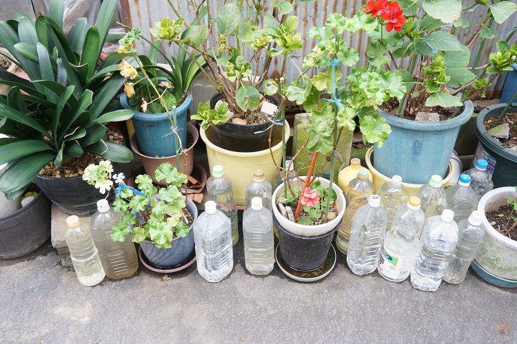 路上園芸の横でよく見る猫よけのペットボトル。ミツカンのお酢のボトルが混じっているあたりに生活感がはみだしている。押上にて観察。