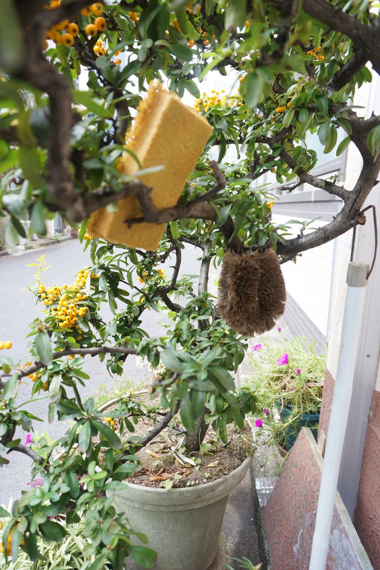 こちらはタワシやスポンジが引っ掛けられたピラカンサの植木鉢。「生活感があっていいですね……」と村田さん。