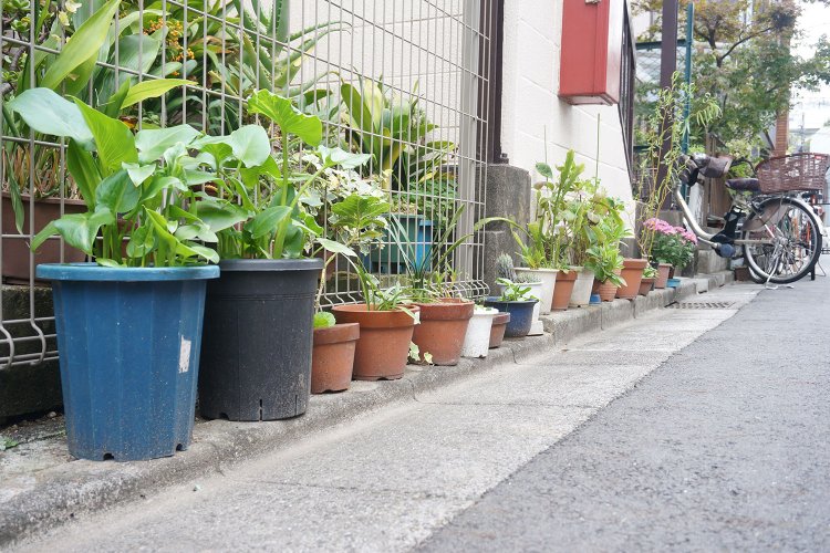 家の敷地をはみ出て、公道スレスレにまで迫る押上の路上園芸。カッチリと区画整理がされた街では見られない光景だ。