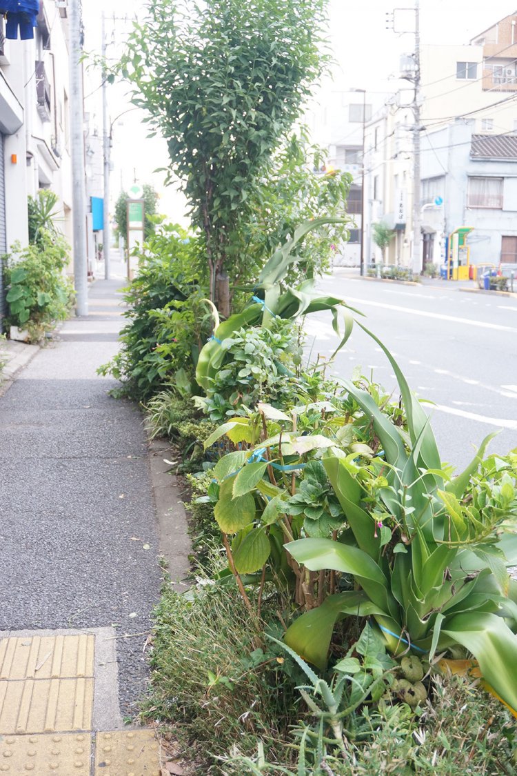 あまりに多彩な植物が並ぶ公道脇の植栽。誰か個人が持ち込んだ植物が紛れ込んでいそう！