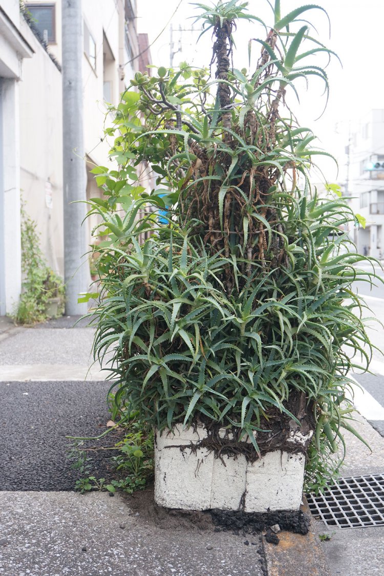 こちらではトロ箱に入れられたアロエが植栽脇でジャングル化していた。
